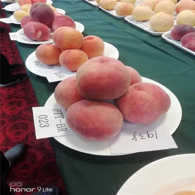 三亿体育手机版